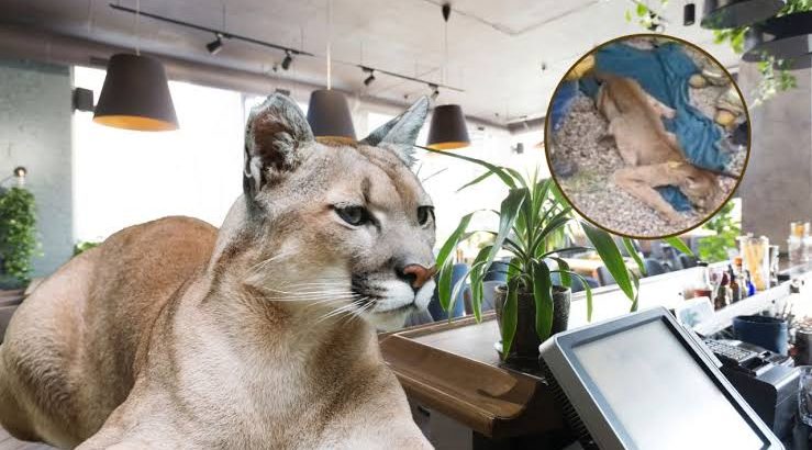 Rescatan a un puma que se refugiaba en una bodega de Tulancingo