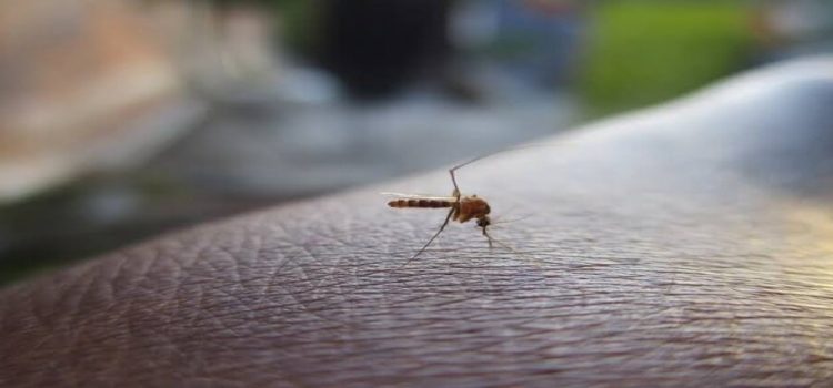 Suman 172 casos de dengue en Hidalgo