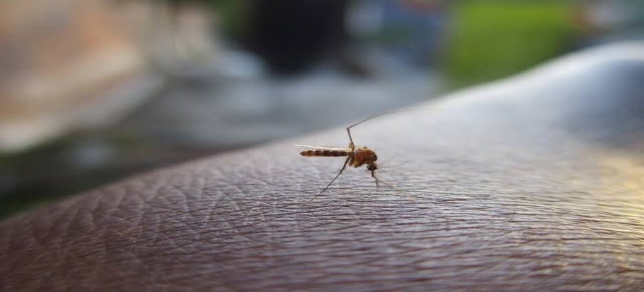 Suman 172 casos de dengue en Hidalgo