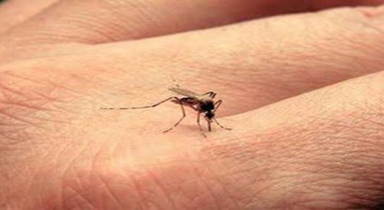 Hidalgo importa el dengue de otros estados