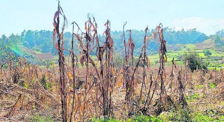 Valle de Tulancingo en sequía severa