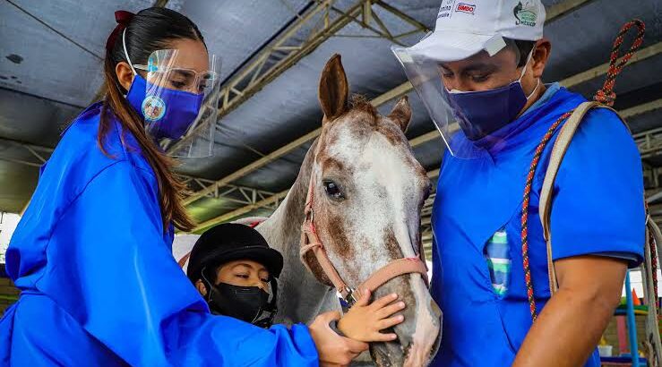 DIF de Tulancingo abre inscripciones para participar en campaña de equinoterapia