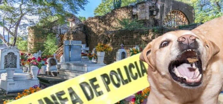Perros devoran cuerpo de bebé abandonado en panteón de Hidalgo