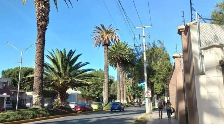 Removieron más de 30 palmeras en Tulancingo