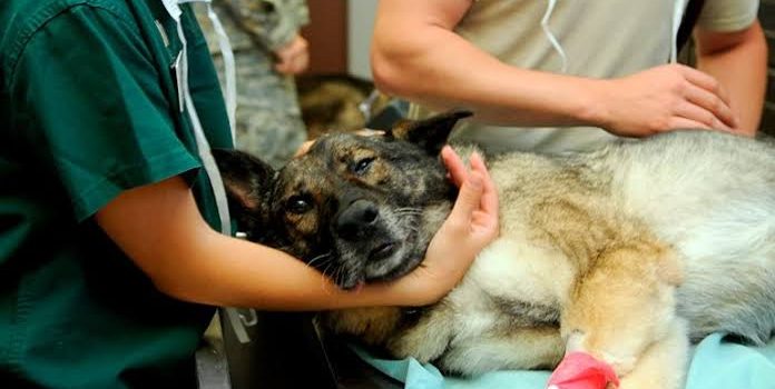 Calendario de esterilizaciones caninas y felinas en Tulancingo, de febrero tendrá cambios