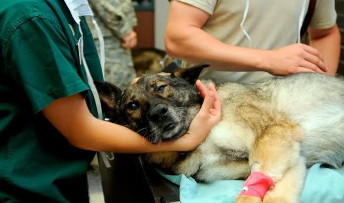 Calendario de esterilizaciones caninas y felinas en Tulancingo, de febrero tendrá cambios