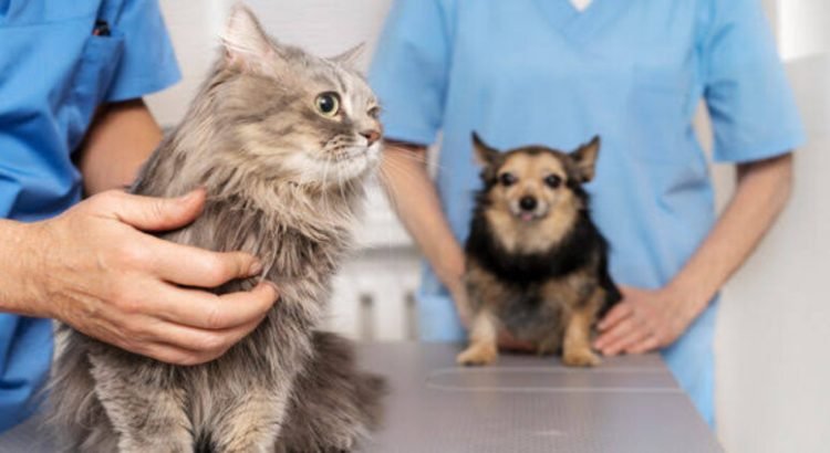 En Hidalgo proponen creación de veterinarias públicas gratuitas