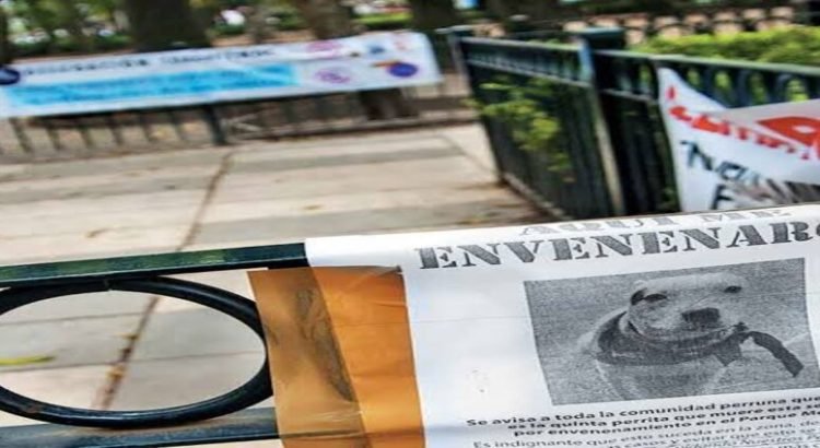 Ofrecen recompensa de 10 mil por envenenador de perros en Hidalgo