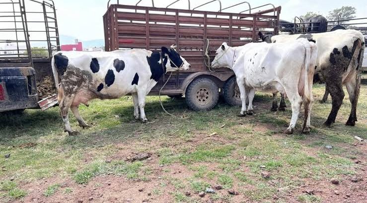 Alertan por posible muerte masiva de ganado vacuno en región Tulancingo