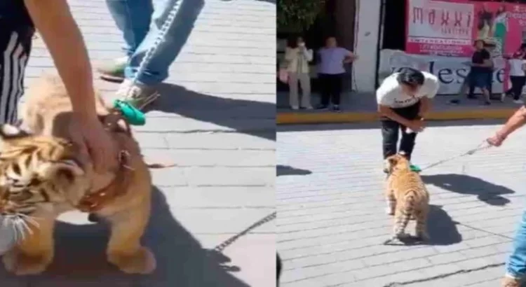 Hombre pasea a cachorro de tigre por calles de Hidalgo