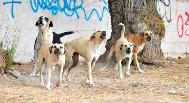 Suman 27 ataques de perros a humanos en Tulancingo