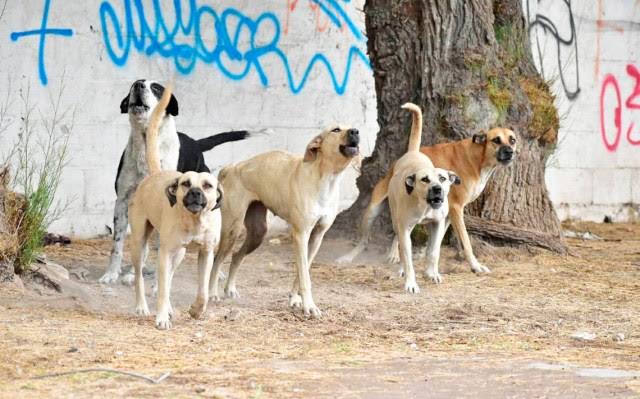 Suman 27 ataques de perros a humanos en Tulancingo