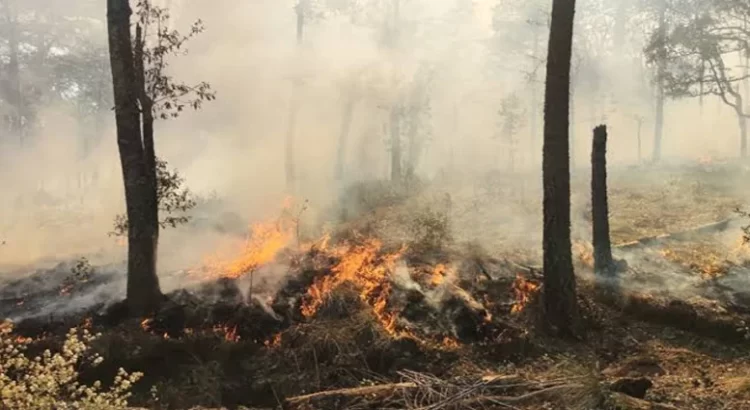Fuego consume 180 hectáreas de vegetación en sierra de Hidalgo