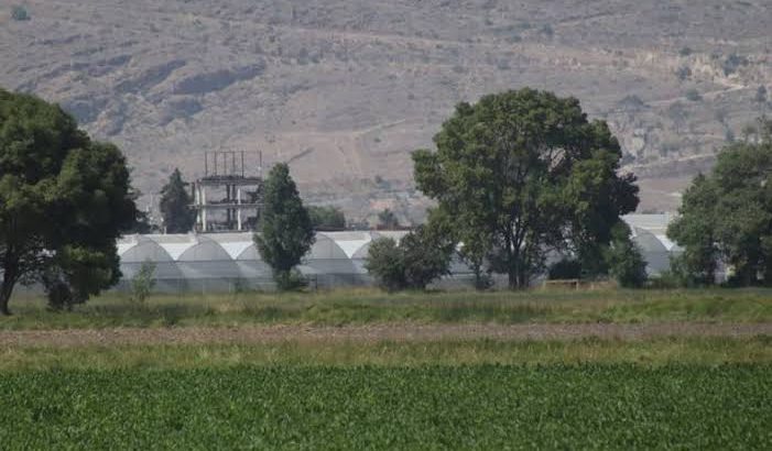 Ante la sequía, productores de Tulancingo optan por la agricultura protegida