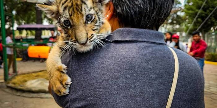 Presentan a cinco cachorras de tigre de bengala que nacieron en el Zoológico de Tulancingo