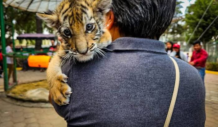 Presentan a cinco cachorras de tigre de bengala que nacieron en el Zoológico de Tulancingo