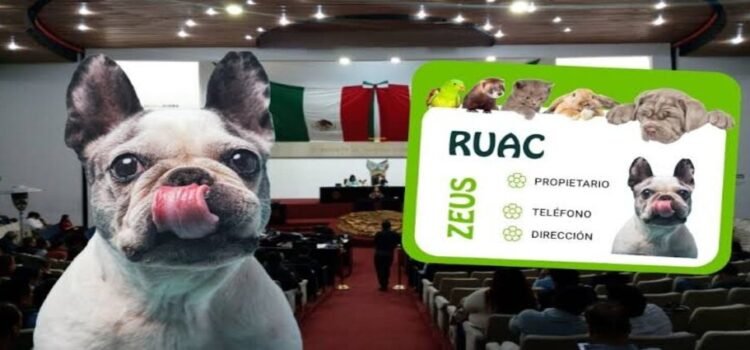 Aprueban registro único de mascotas en Hidalgo Aprueban registro único de mascotas en Hidalgo