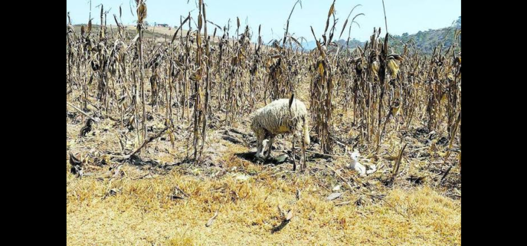 Se pierden casi 200 hectáreas de maíz en región Cápula de Hidalgo