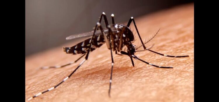 Alertan en Hidalgo por aumento de casos de dengue