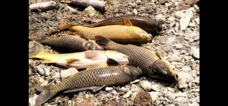 Reportan decenas de peces muertos en Plan de Ayala en San Felipe Orizatlán, Hidalgo