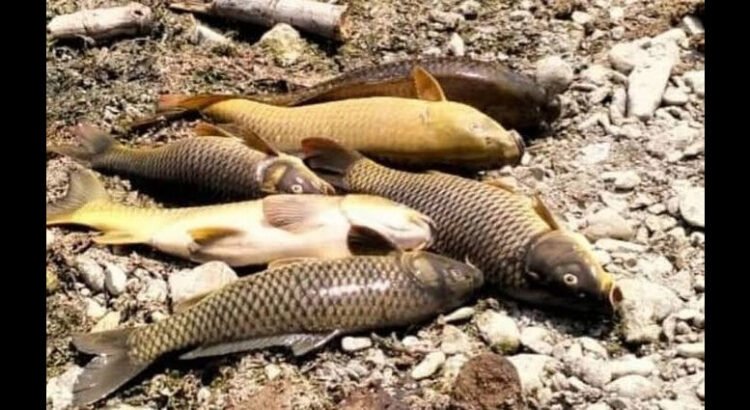 Reportan decenas de peces muertos en Plan de Ayala en San Felipe Orizatlán, Hidalgo