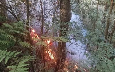 Hidalgo suma 117 incendios forestales