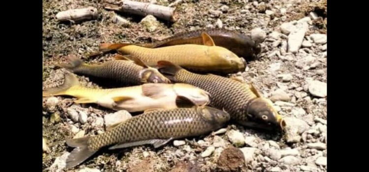 Mueren peces por el calor y falta de agua en Hidalgo