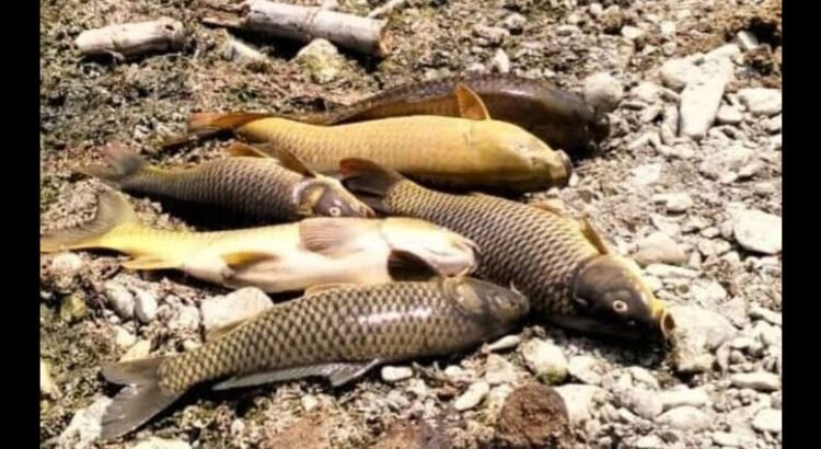 Mueren peces por el calor y falta de agua en Hidalgo