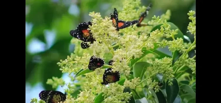 Mariposas “parche carmesí” llegan de manera masiva a varios municipios de Hidalgo