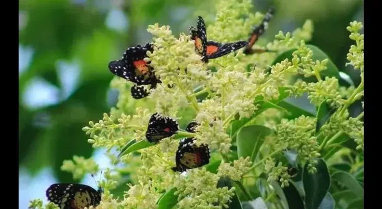 Mariposas “parche carmesí” llegan de manera masiva a varios municipios de Hidalgo