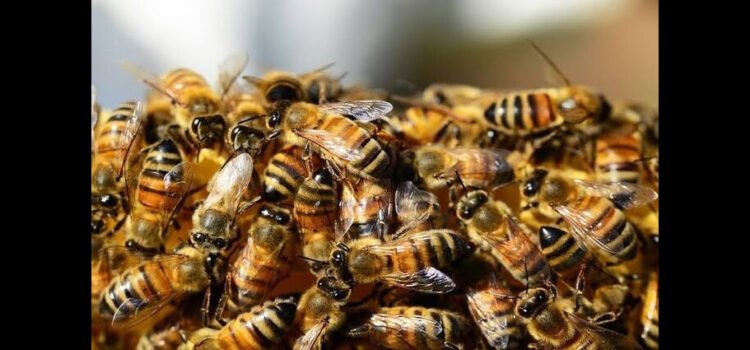 Abejas atacan a abuelito en Hidalgo