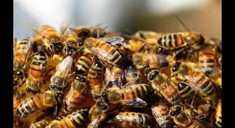 Abejas atacan a abuelito en Hidalgo