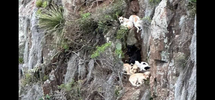 Rescatan a siete lomitos que llevaban 4 días atrapados en peñascos de Hidalgo