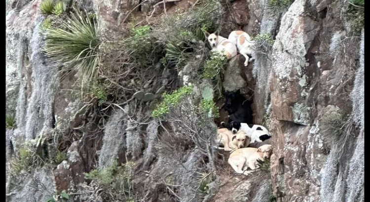 Rescatan a siete lomitos que llevaban 4 días atrapados en peñascos de Hidalgo