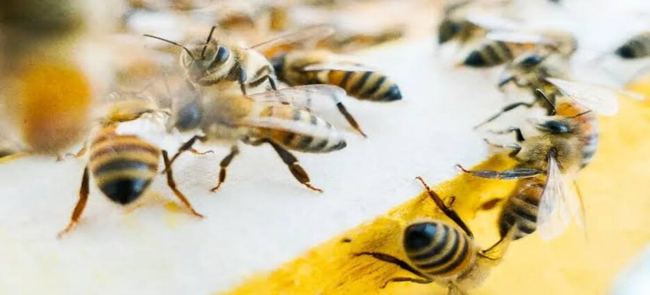 Darán mayor protección a las abejas en Hidalgo