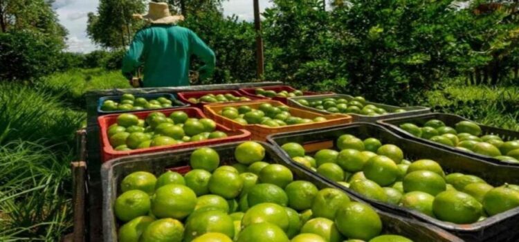 Limoneros hacen paro en Michoacán