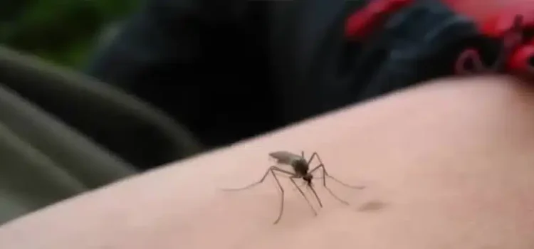 Dengue en Hidalgo: aparecen 32 nuevos casos