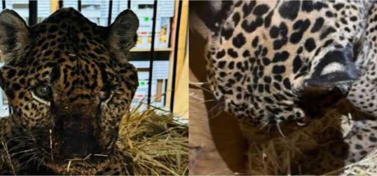 Muere Pacus, jaguar rescatado en basurero de Hidalgo