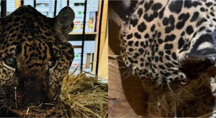 Muere Pacus, jaguar rescatado en basurero de Hidalgo