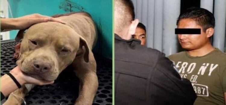 Sentencian a 4 años de prisión a sujeto que mató a machetazos al perro Jefazo en Hidalgo