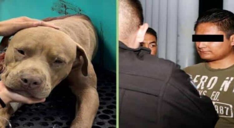 Sentencian a 4 años de prisión a sujeto que mató a machetazos al perro Jefazo en Hidalgo