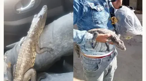 Detienen a joven por pasear con un pequeño cocodrilo en las calles de Tulancingo