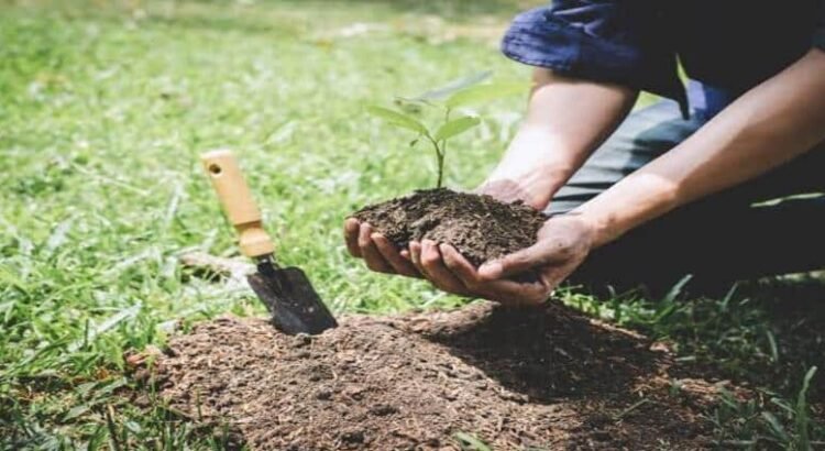Plantan más de 400 mil árboles en Hidalgo tras programa de reforestación 2024