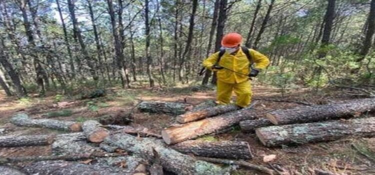 Sequía extrema sigue afectando la salud forestal en Hidalgo