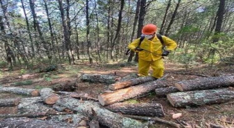 Sequía extrema sigue afectando la salud forestal en Hidalgo