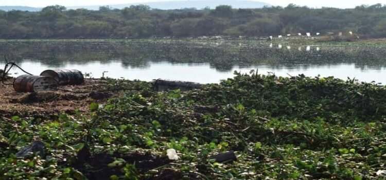 Productores de cárnicos convierten presa de Hidalgo en un tiradero para vísceras Productores de cárnicos convierten presa de Hidalgo en un tiradero para vísceras