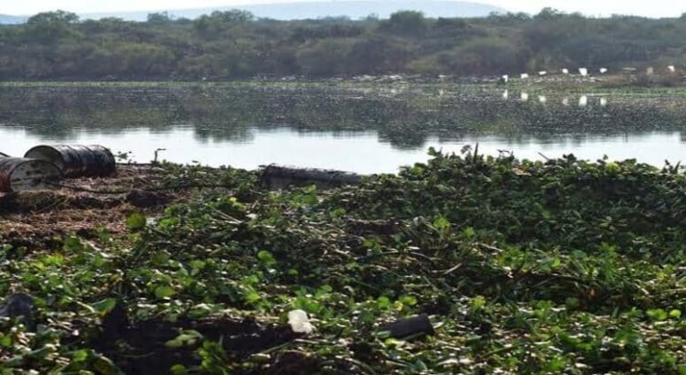 Productores de cárnicos convierten presa de Hidalgo en un tiradero para vísceras