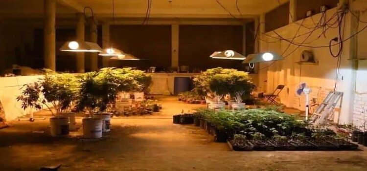 Desmantelan invernadero para producción de mariguana en Hidalgo