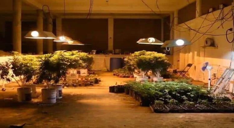Desmantelan invernadero para producción de mariguana en Hidalgo