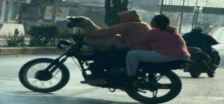 Captan a dos personas viajando con un borrego en motocicleta en Hidalgo